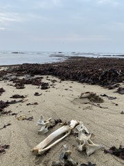 Zalophus californianus