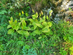 Cypripedium calceolus
