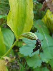 Cypripedium calceolus