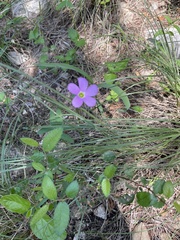 Oxalis drummondii