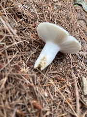 Lactifluus piperatus