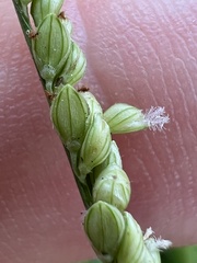 Paspalum langei