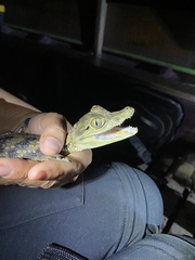 Caiman crocodilus