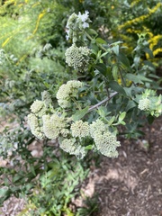 Pycnanthemum verticillatum