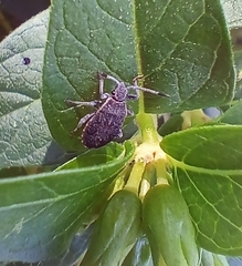 Catorhintha apicalis