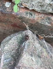 Steatoda bipunctata