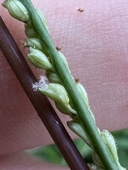 Paspalum langei
