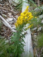 Solidago lepida