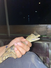 Caiman crocodilus