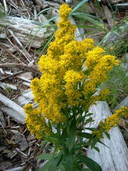 Solidago lepida