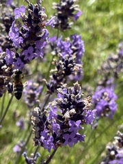 Lavandula