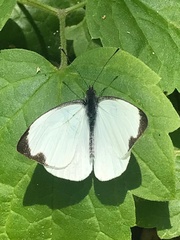 Leptophobia aripa