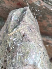 Steatoda bipunctata