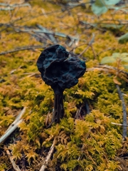 Helvella lacunosa