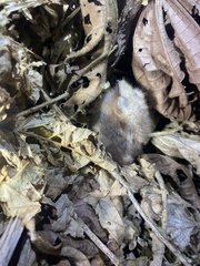 Nyctidromus albicollis