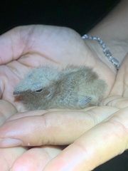 Nyctidromus albicollis