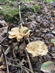 Craterellus tubaeformis