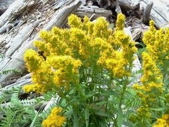 Solidago lepida