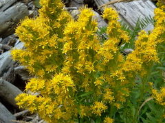 Solidago lepida