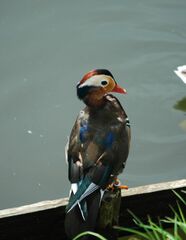 Aix galericulata