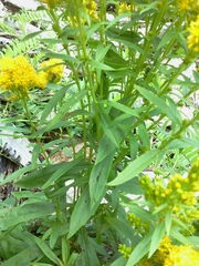 Solidago lepida