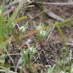 Blennospora drummondii