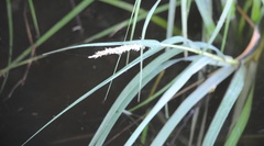 Carex virgata