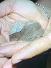 Nyctidromus albicollis