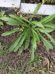 Erigeron floribundus