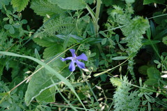 Vinca herbacea
