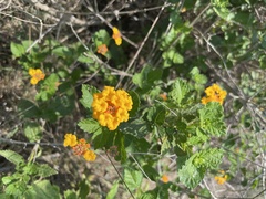 Lantana urticoides