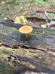 Flammulaster erinaceellus