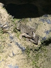 Pristimantis fenestratus