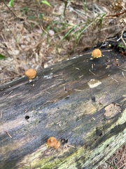 Flammulaster erinaceellus