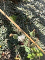 Taraxacum erythrospermum