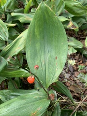 Convallaria majalis