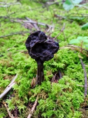 Helvella lacunosa