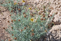 Helianthus ciliaris