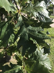 Quercus bicolor