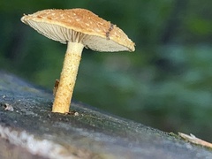 Flammulaster erinaceellus