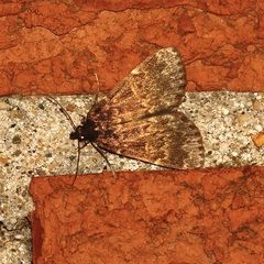 Idia lubricalis