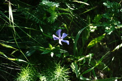 Vinca herbacea