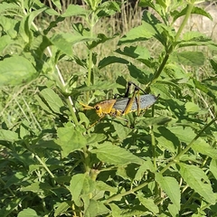 Taeniopoda tamaulipensis