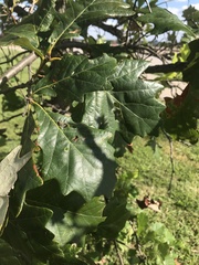 Quercus bicolor