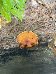 Flammulaster erinaceellus