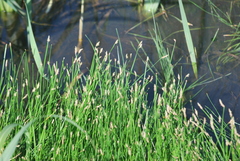 Eleocharis palustris