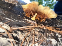 Flammulaster erinaceellus