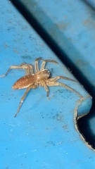Clubionidae