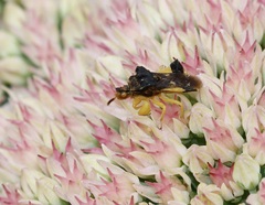 Phymata pennsylvanica