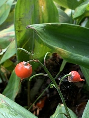 Convallaria majalis